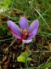 saffron crocus flower