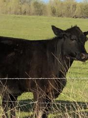 Davis cow