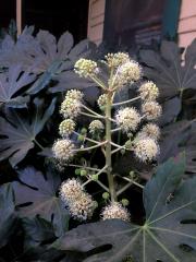 Fatsia japonica leaves and flowers