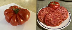 two ripe tomatoes