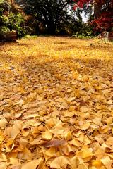 leaves of a ginkgo tree