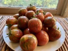 open pollinated tomatoes