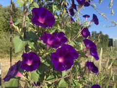 morning glory flowers