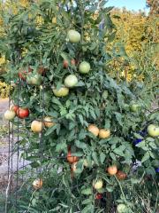 Tomato variety Itz a Keeper