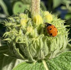 Ladybird beetle on a Jerusalem sage