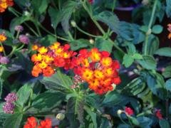 Lantana flowers