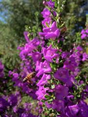 Leucophyllum frutescens (Texas Ranger), a great flowering shrub to attract wildlife