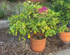 Meyer lemon in a pot