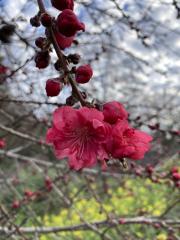 Flower of Red Baron peach