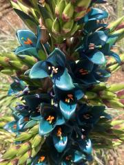 teal color flower of a Puya alpestris