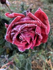 Rose with frost