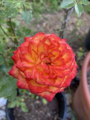 miniature rose called Ring of Fire