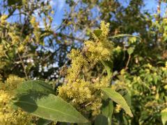 xylosma shrub flowering