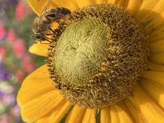 zinnia flower with bee