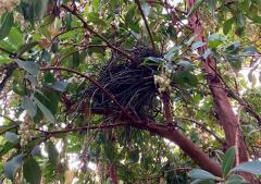 Arbutus Marina with a bird nest