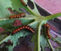caterpillars on passiflora foliage