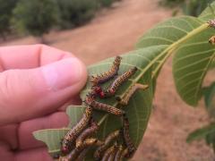redhumped caterpillars