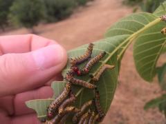 redhumped caterpillar