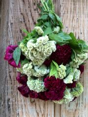 crested celosia flowers cut and hanging to dry