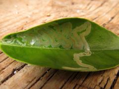 citrus leafminer
