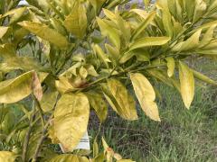 citrus leaves turned yellow due to cold temperatures