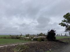 eucalyptus tree blown over by windstorm