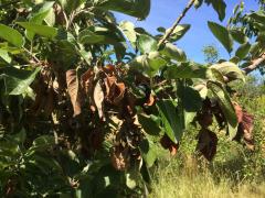 fireblight disease on apple tree