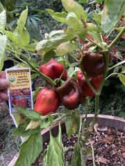 red bell peppers on a plant