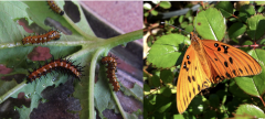 Gulf fritillary caterpillars and butterfly