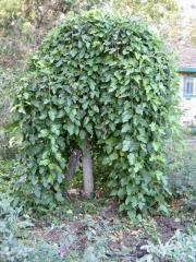 weeping mulberry tree