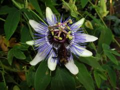 flower of a passiflora vine