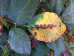 downy mildew on rose leaves