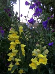 snapdragon and sweet pea flowers