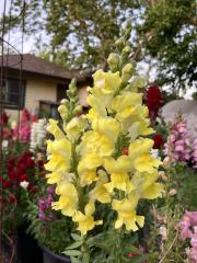 yellow snapdragon flowers