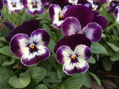 viola flowers