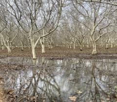 flooding in a walnut orchard