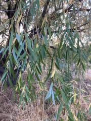 willow leaves showing drought stress